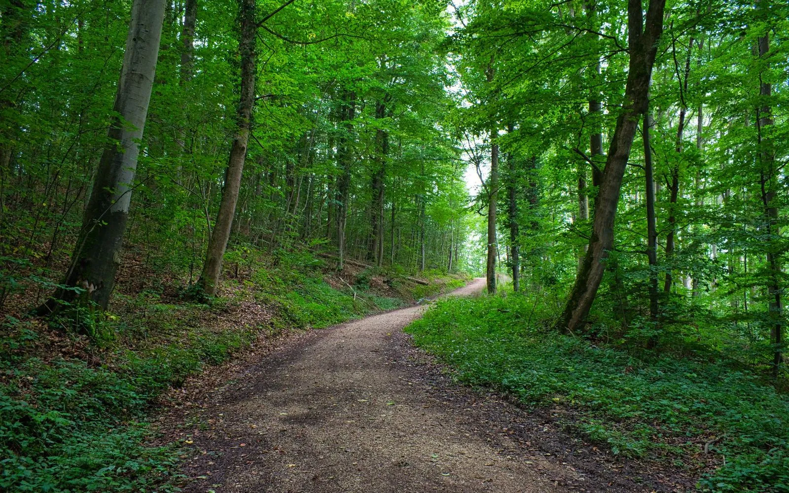 A tranquil path winds through the lush green forest of Aalen, Germany, in summer.