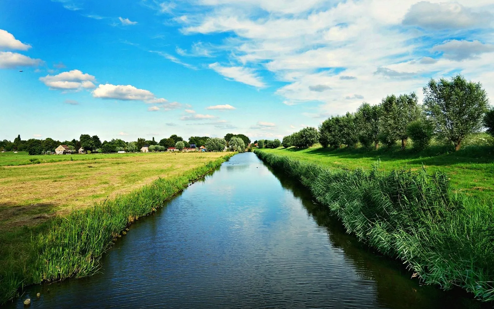 dutch landscape, polder, meadows, willows, countryside, rural, holland, amstelveen, middelpolder