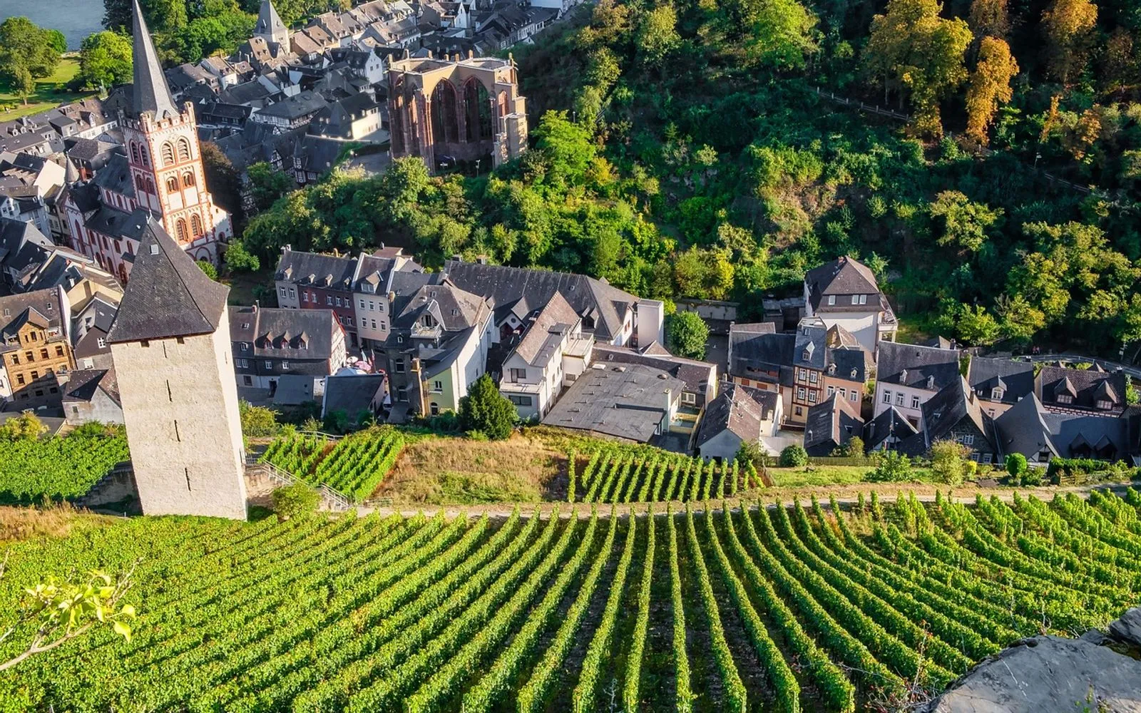 bacharach, town, vineyards, rhine valley, houses, church, tower, city, nature, viticulture, winegrowing, mountain, germany