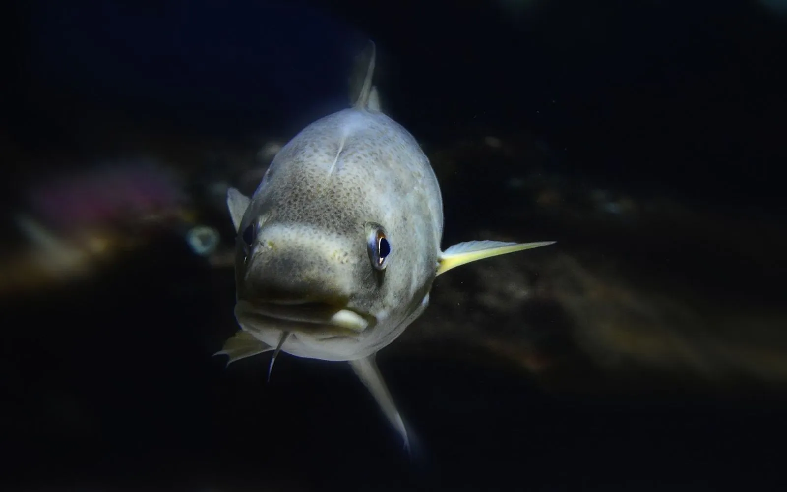 cod, barb, nature, fish, swim, water, seabed, sea, creature, depths, nausicaa, boulogne-sur-mer, france