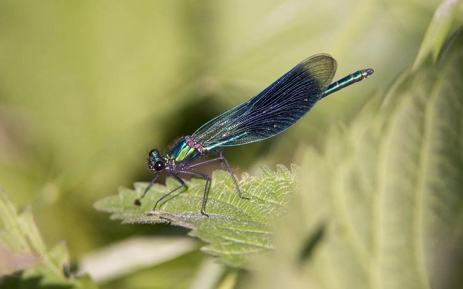 banded demoiselle, dragon-fly, insect, broken meadows, büttelborn
