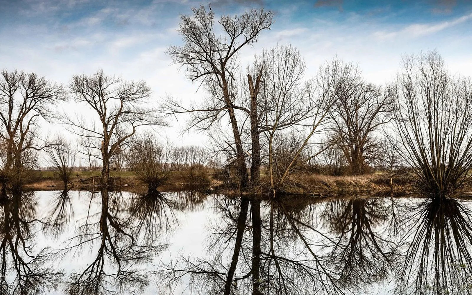 dormagen, nature, zons, tourist attraction, rhine, flood, trees, reflection