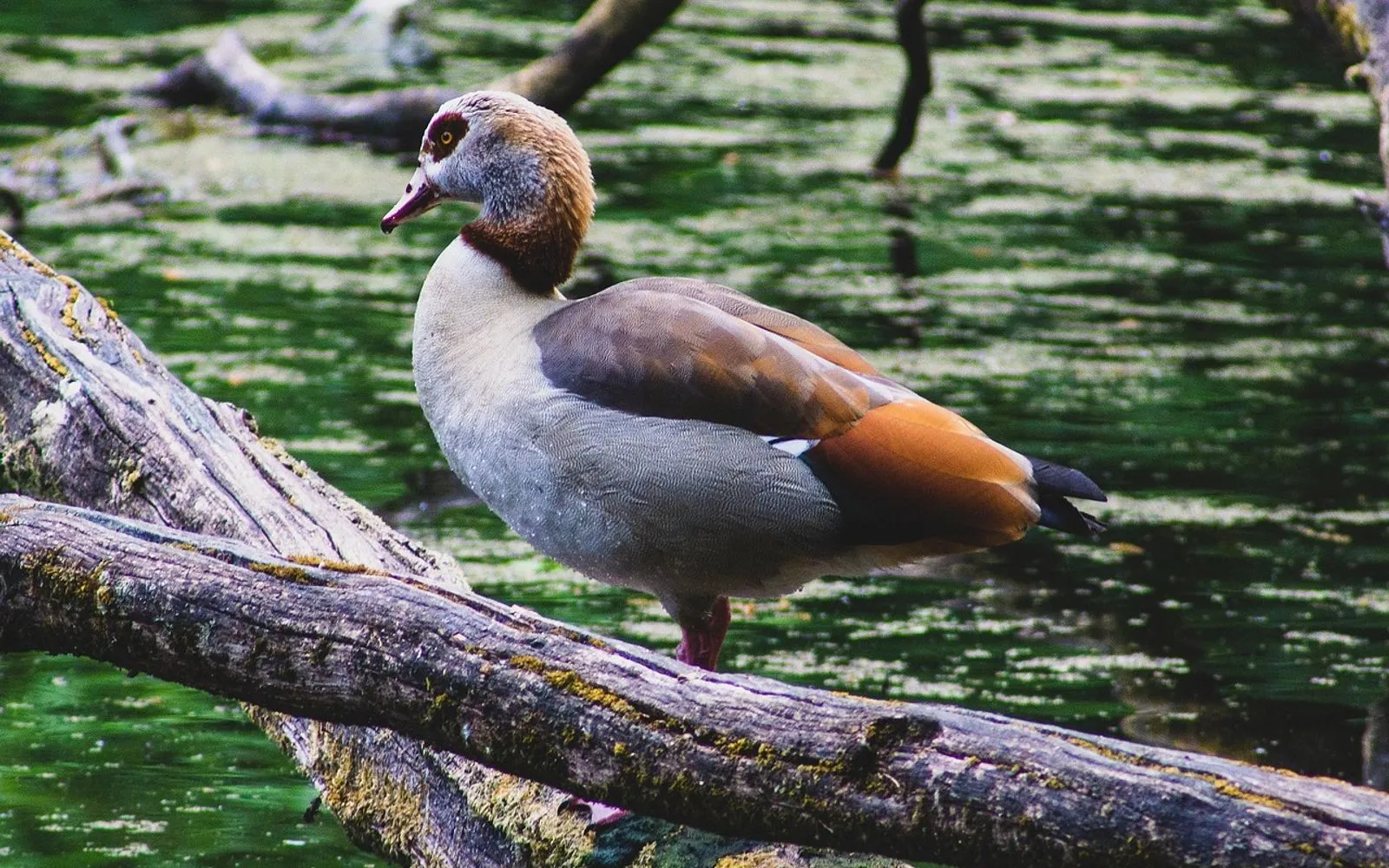 brussels, egyptian goose, river, bird, water, belgium, animal, nature, forest, lake