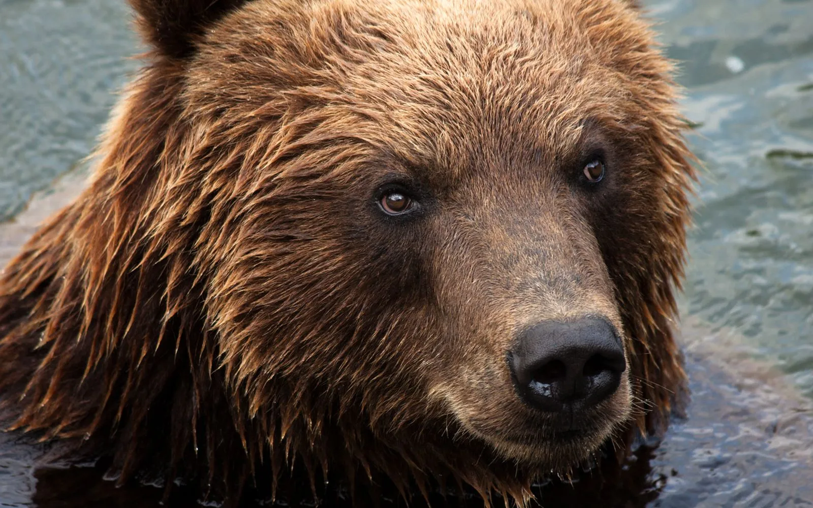 zoom gelsenkirchen, gelsenkirchen, animal, bear, kamchatka bear, predator, zoo, nature, brown, big, brown bear, bear, bear, bear, bear, brown bear, brown bear, brown bear, brown bear, brown bear