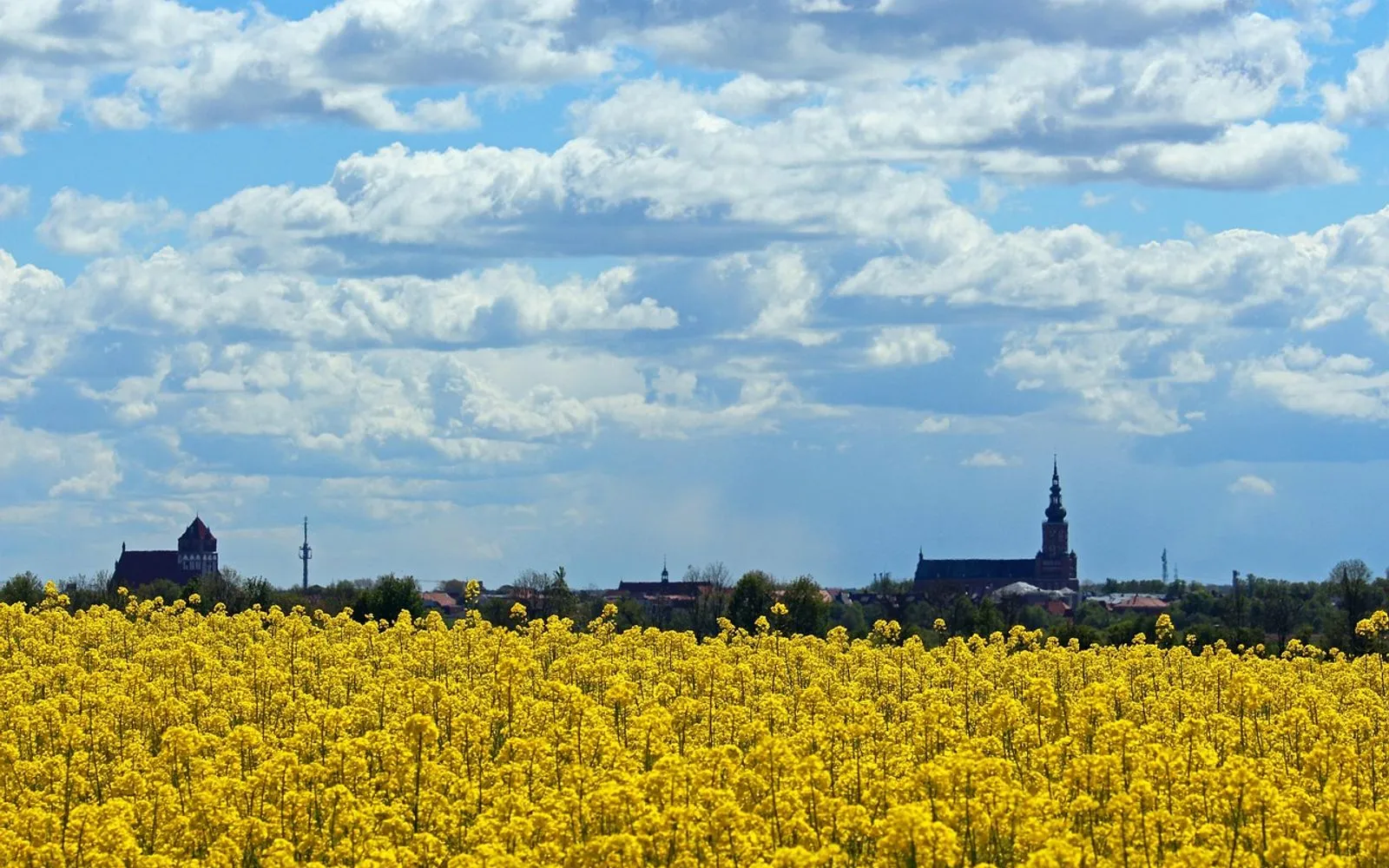 greifswald, view, port city, scenic, hanseatic city, northern germany, historic center, church tower, clouds, church, field of rapeseeds, silhouette, heaven, nature, landscape, city, mecklenburg western pomerania, greifswald, greifswald, greifswald, greifswald, greifswald, city