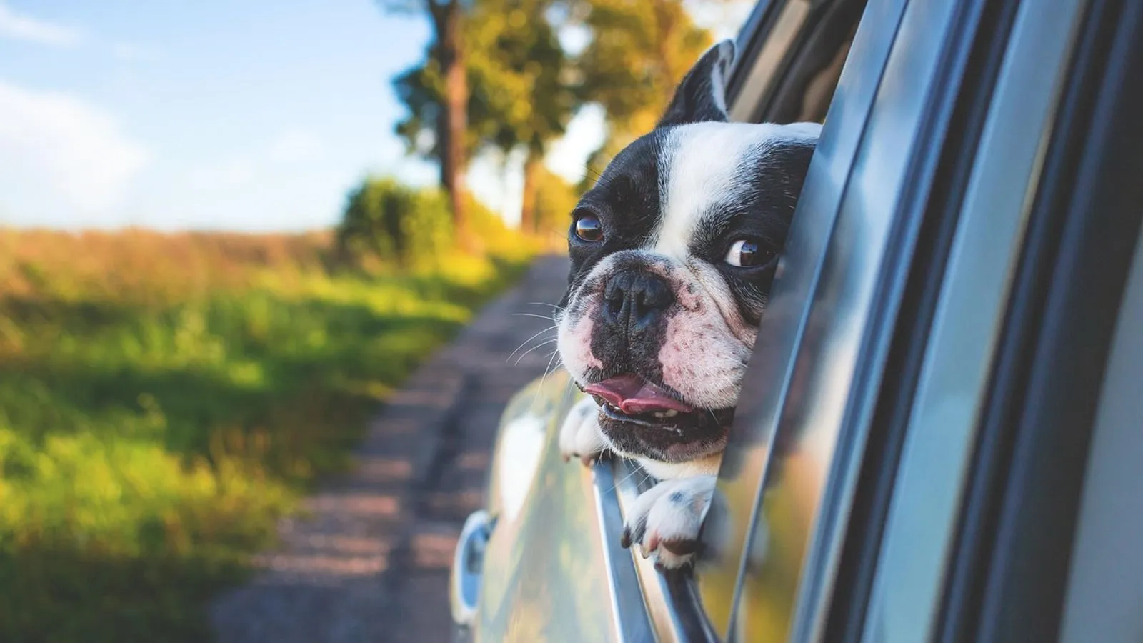Mit Hund oder Katze im Flughafentransfer: So klappt die Fahrt
