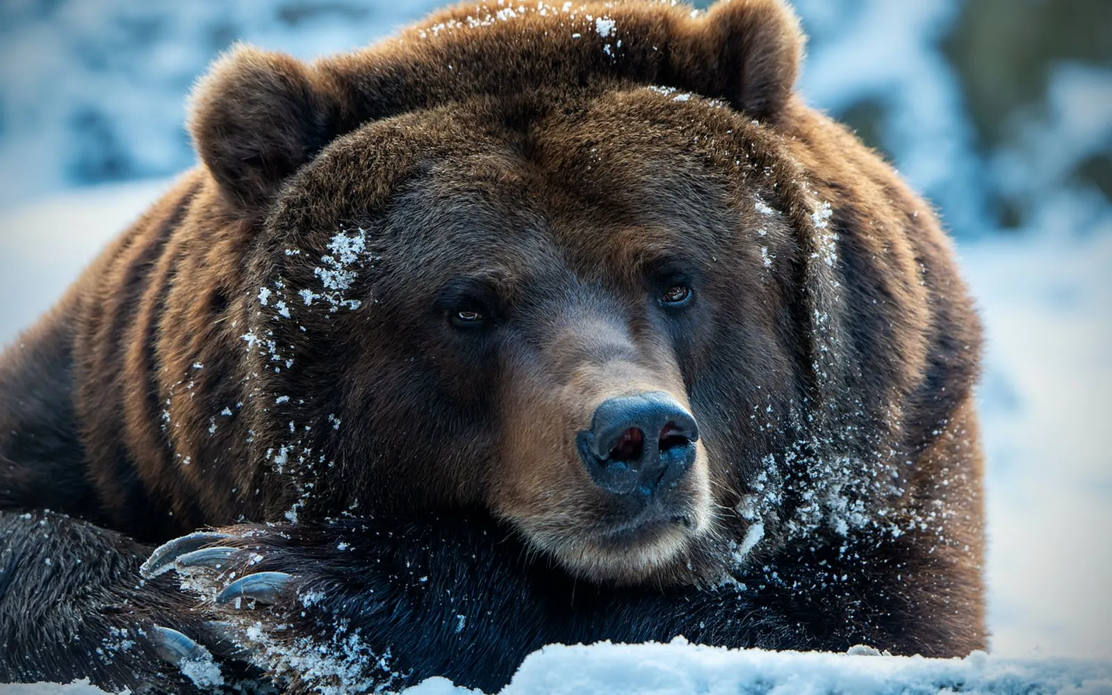 brown bear, bear, nature, animal, wildlife, mammal, cute, fur, cold, winter, frost, snow, close up, wildpark lüneburger heide, lünebug heath wildlife park, bear, bear, bear, bear, nature, wildlife, wildlife, wildlife, wildlife, wildlife
