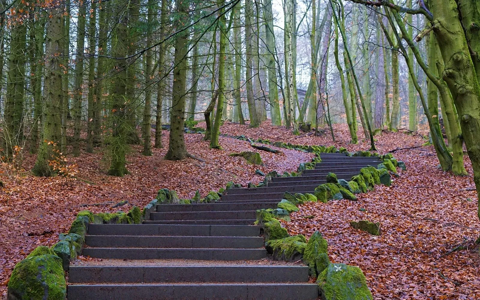 forest, path, stages, stone, upwards, nature, tree, kassel, wilhelmshöhe, monument, germany, sightseeing, pitch, winter, fall, mood, leaves, moss, curve, hike, europe, fog, weather, dream