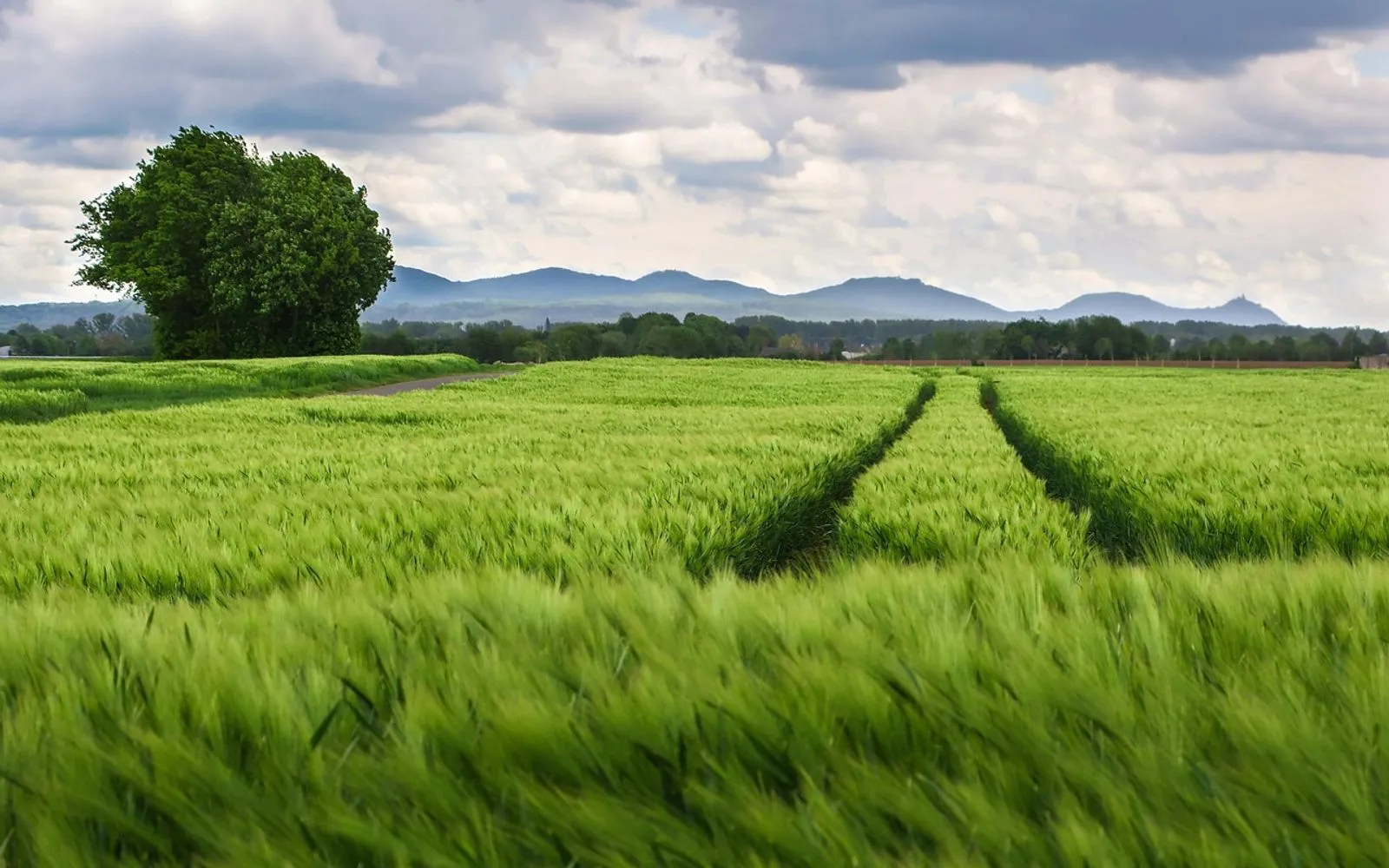 field, agriculture, track, mountains, fields, grain, tire track, driving lane, landscape, heaven, nature, cultural landscape, siebengebirge, mount of olives, petersberg, dragon rock, the cologne bay, köln-bonner bay, germany