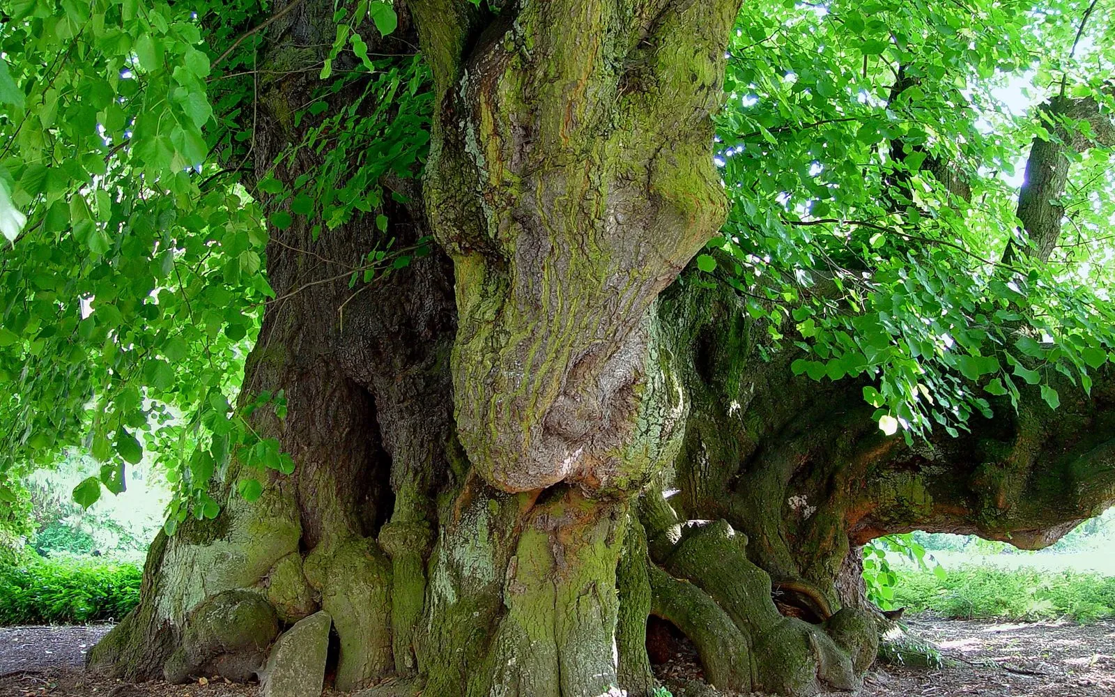 Königslutter am Elm