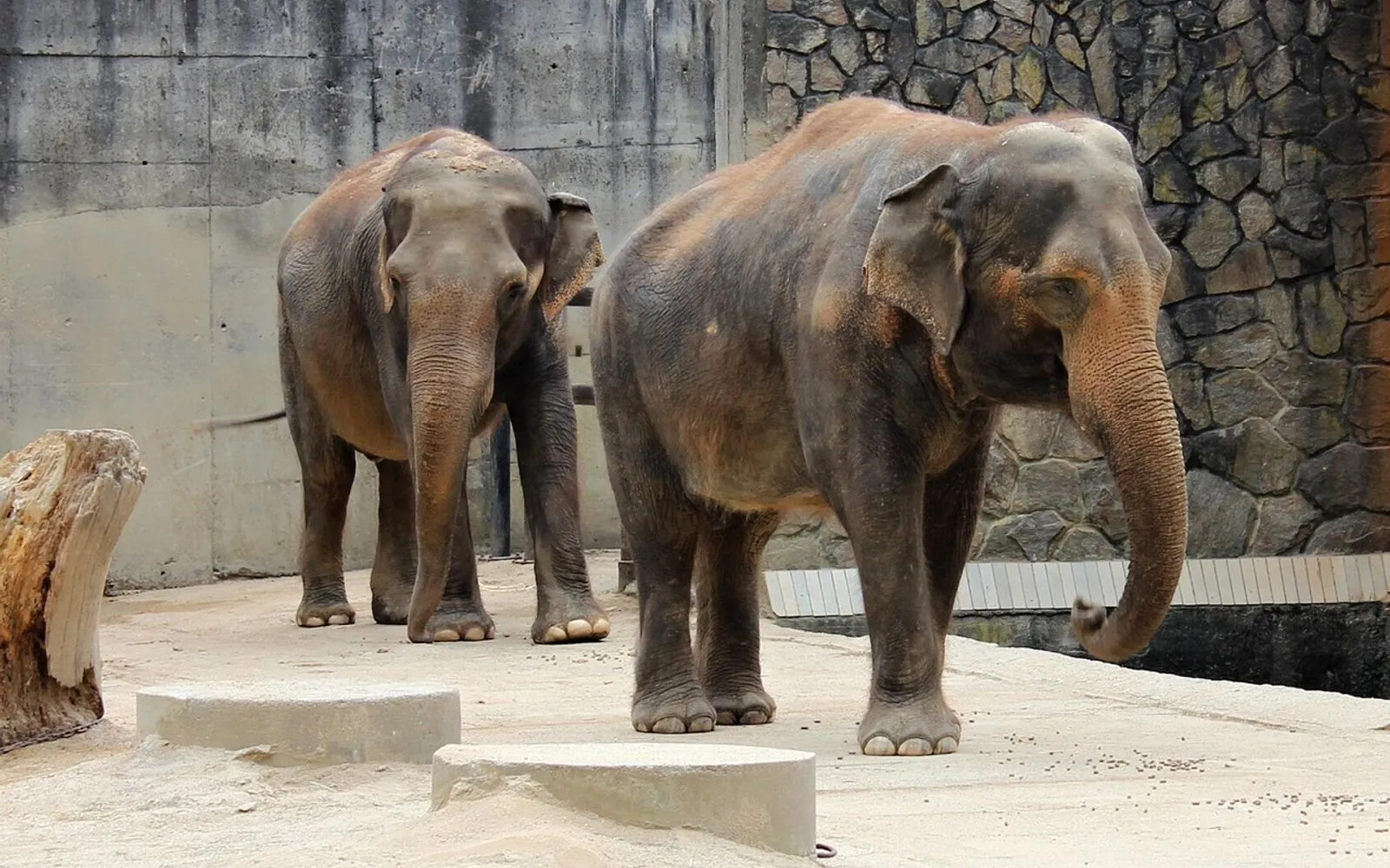 elephant, indian, animal, mammal, chobotnatci, nature, trunk, big, heavy, good, liberec, walk, liberec, liberec, liberec, liberec, liberec