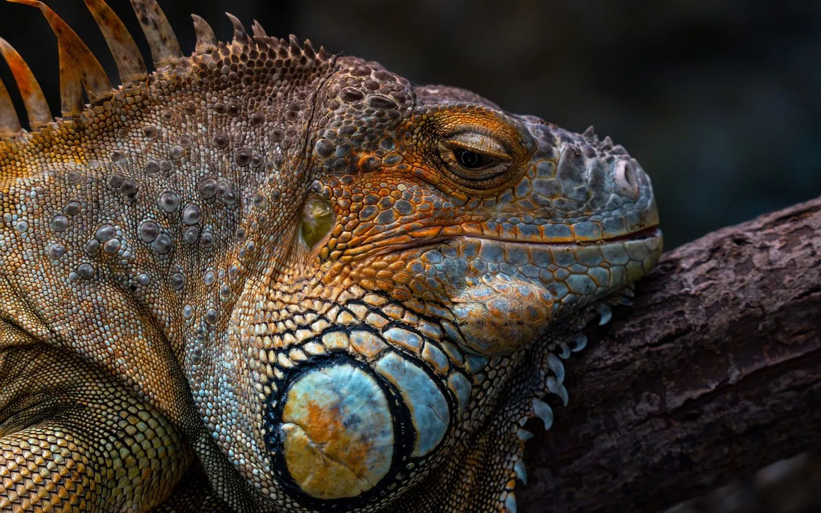 iguanaphotography, reptilephotography, wildlifephotography, sonyalpha, sonyphotography, zooanimals, zoophotography, animalcloseup, macrowildlife, nature, naturephotography, animals, animallove, zoo, linz