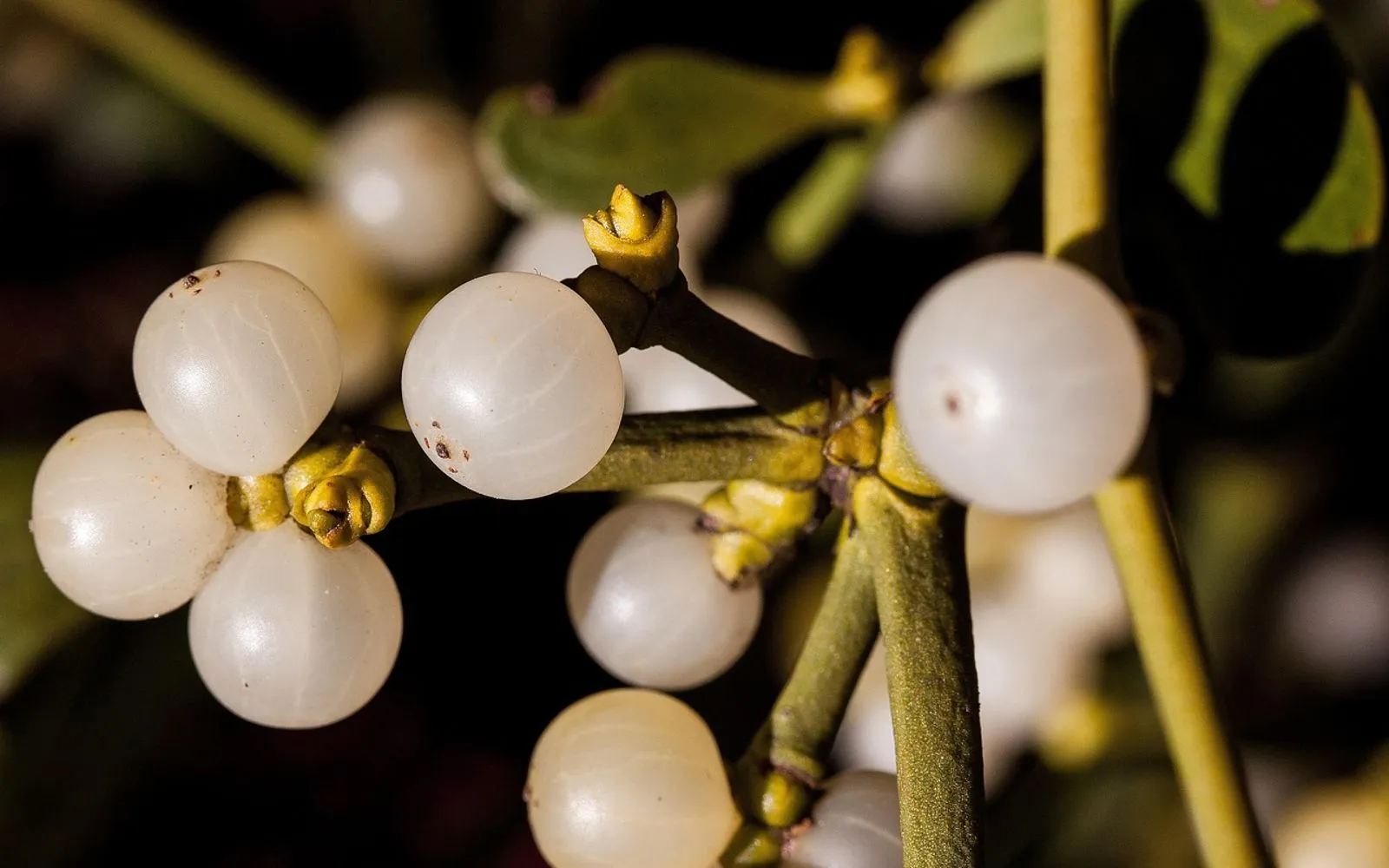mistletoe, parasitic, medicinal plant, parasite, branch, plant, green, medical, evergreen, spring, winter, make the most of, berry, nature, macro