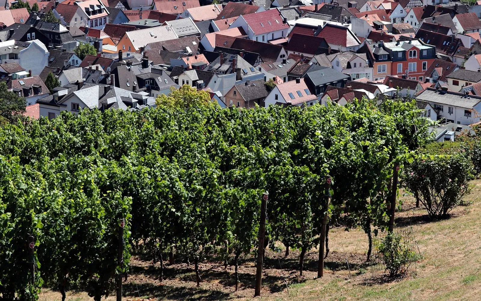 vineyard, city, germany, landscape, locality, houses, panorama, bad nauheim, summer, nature, vineyard, vineyard, vineyard, vineyard, vineyard, bad nauheim, bad nauheim