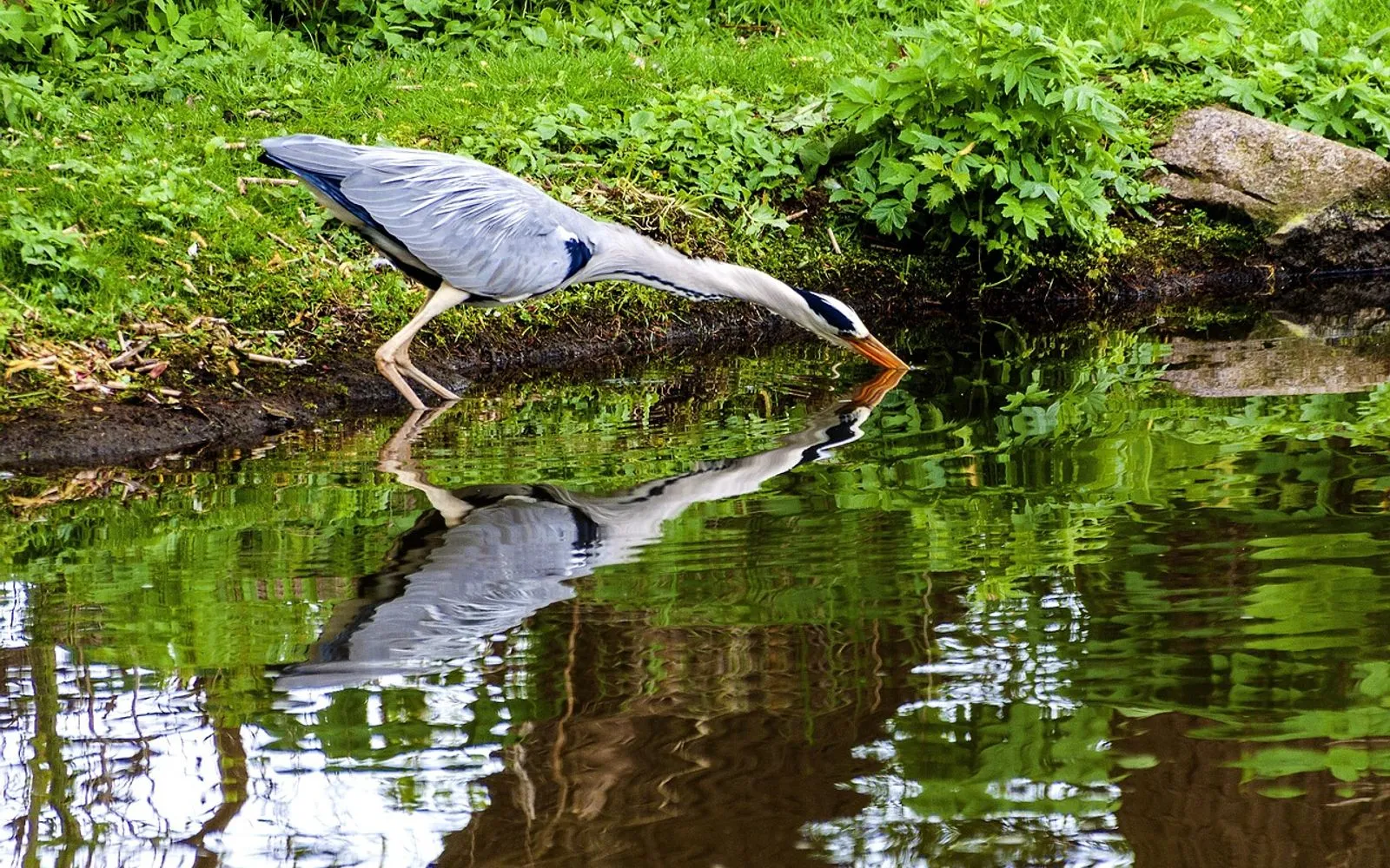 germany, mecklenburg western pomerania, neubrandenburg, lake tollensesee, lake, grey heron, fishing, migratory bird, nature, bird, look out for holding, fish spotted, foraging