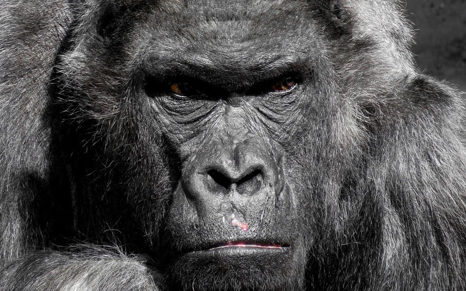 gorilla, ape, zoo, silverback, grim, watch, trouble, boss, serious, view, eyes, animal portrait, tiergarten nürnberg, gorilla, gorilla, gorilla, gorilla, gorilla, boss