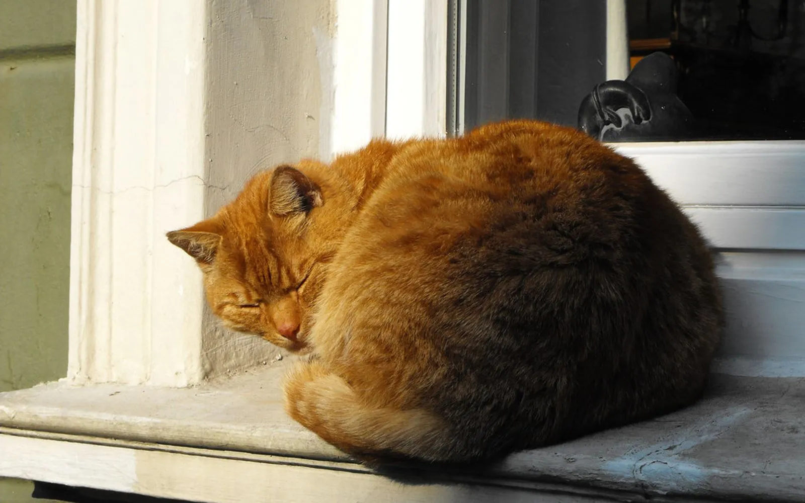 Garfieldo enoys the spring sun