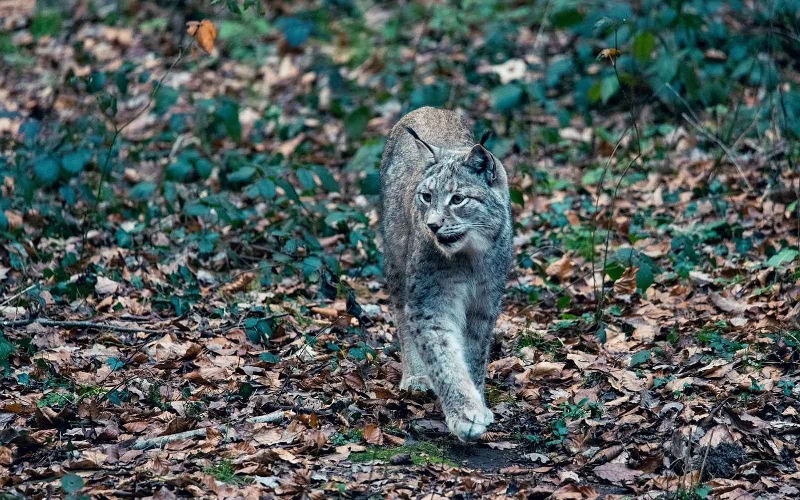 cat, pet, lynx, wild, winter coat, wildlife park, pforzheim, animal, species, feline