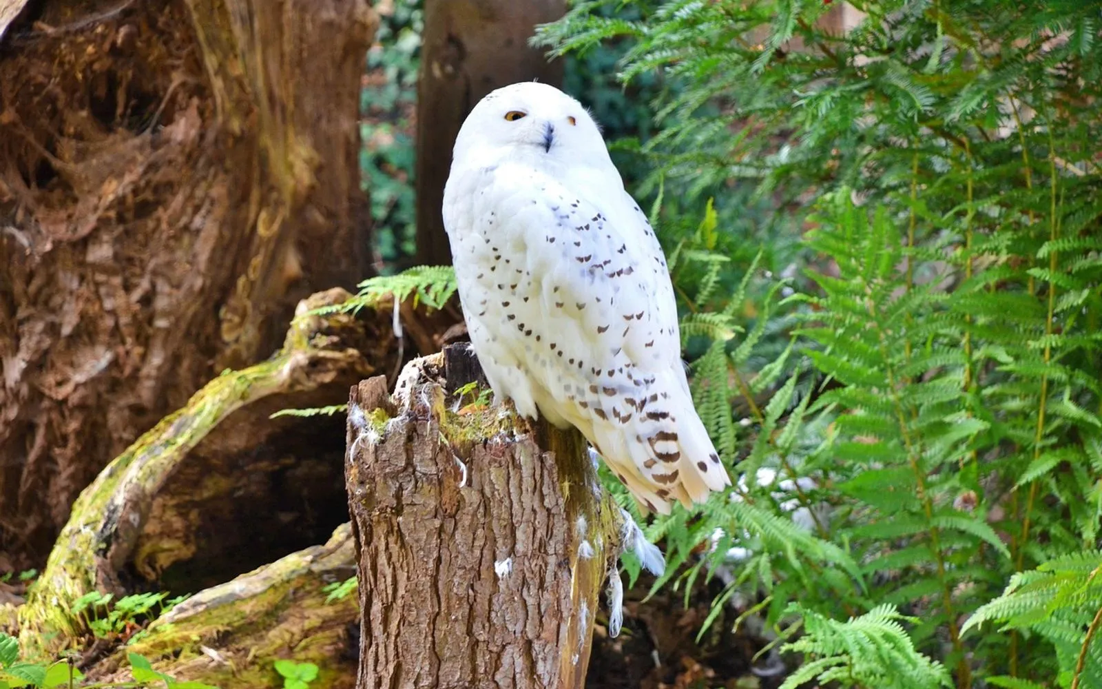 snowy owl, germany, nature, rheine, animal, bird