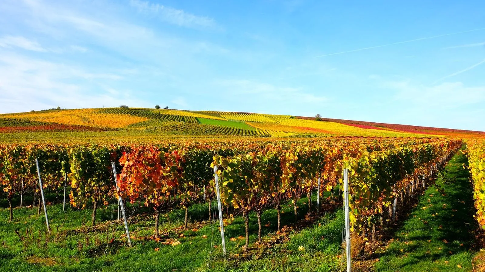 Flughafentransfer aus Rheinhessen: Worms, Alzey und Ingelheim