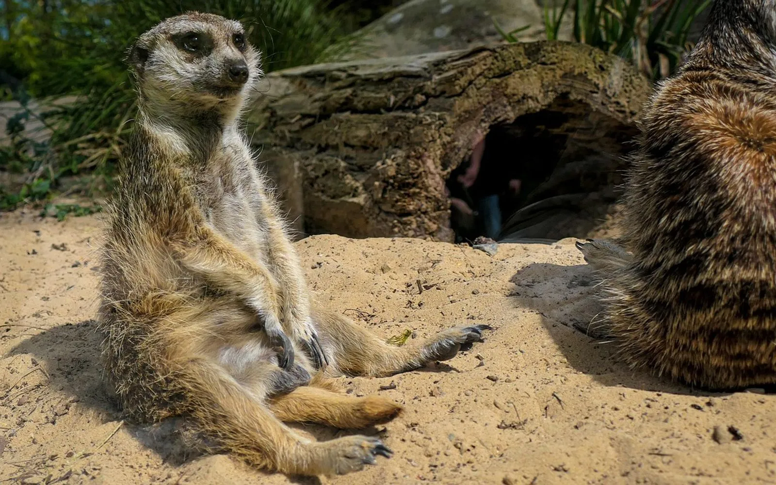 meerkat, mammal, rostock zoo, wildlife, sand, germany, rostock