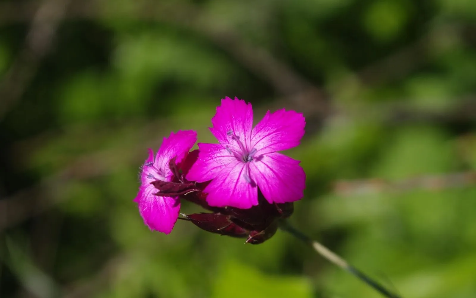 france, rhône-alpes, nature, flower, rhone, flower background, flower wallpaper, saint-genix-sur-guiers, beautiful flowers, ain, isère