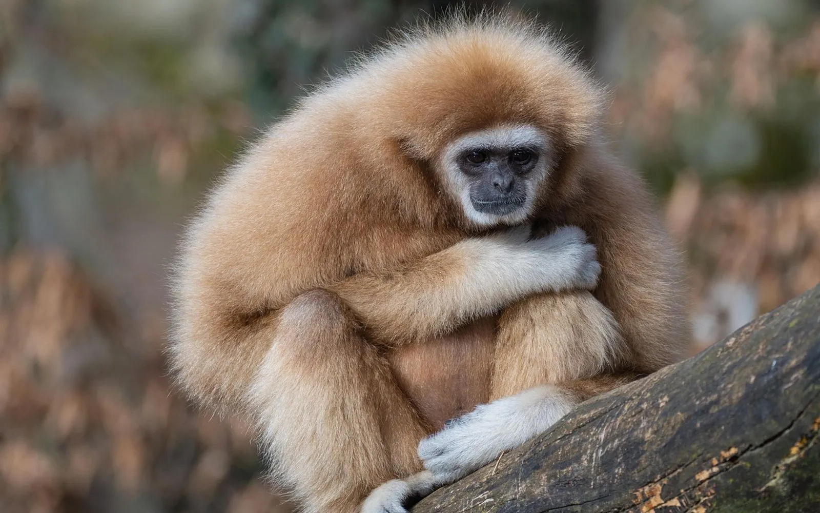 gibbon, ape, mammal, primate, wildlife, zoo, zoo salzburg, mammal, wildlife, wildlife, wildlife, wildlife, wildlife, zoo, zoo