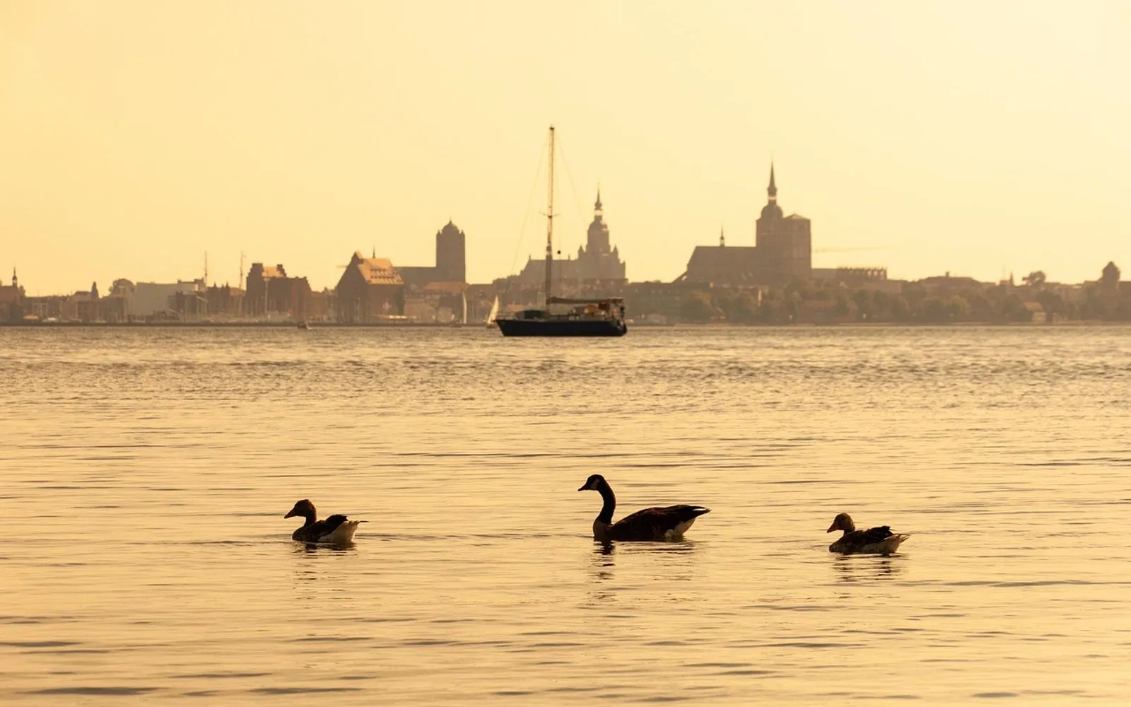 sea, city, ducks, sunset, dusk, horizon, landscape, stralsund, nature, germany, hanseatic city