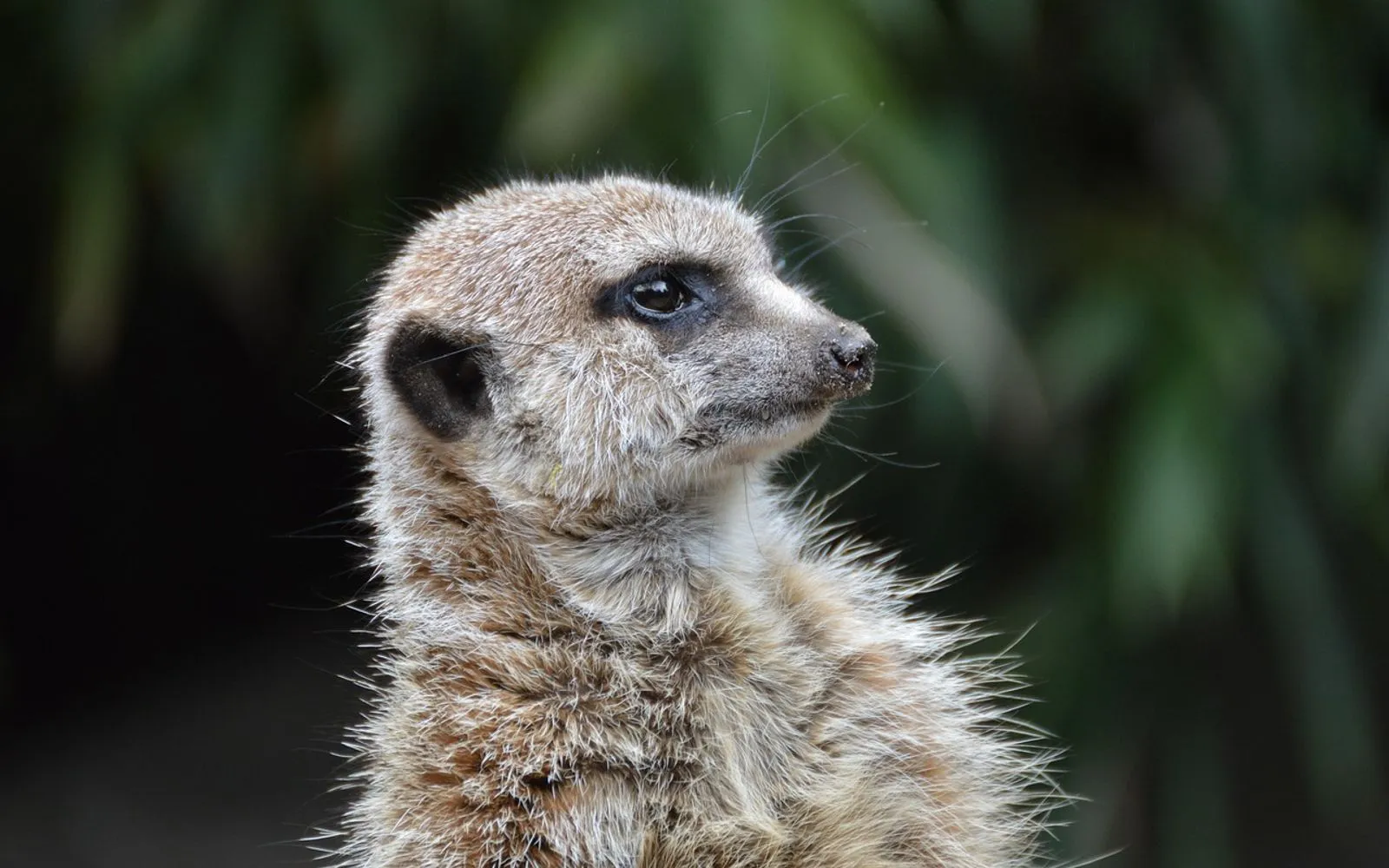 meerkat, erdmännchen, oliemeulen, tilburg, pixie, tilburg, tilburg, tilburg, tilburg, tilburg