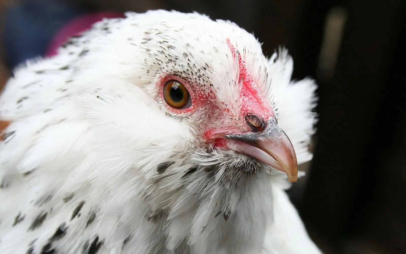 chicken, poultry, hen, bantam, beard, belgian, d'uccle, white, feather, domestic, barbu, face, beak, chicken, chicken, chicken, chicken, chicken