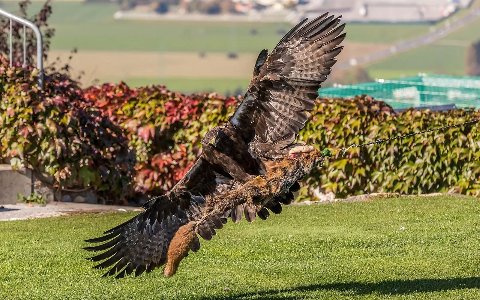 white-tailed eagle, landskron, carinthia, villach, eagle, flugshow, raptor, villach, villach, villach, villach, villach